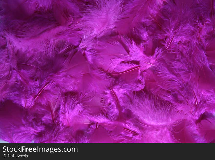 Elegant feathers background. Fuchsia color, full screen, plumage surface