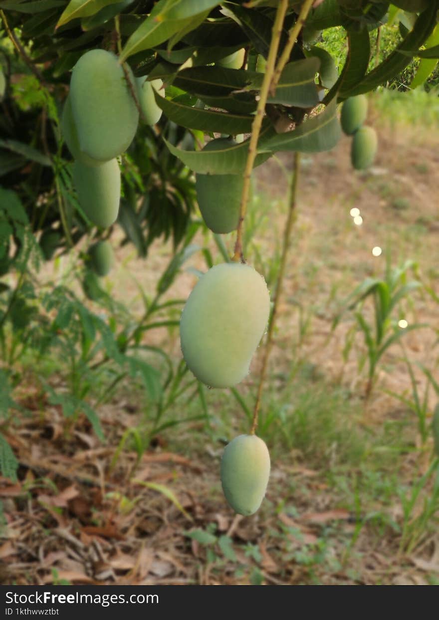 Mango mango tree green fruti