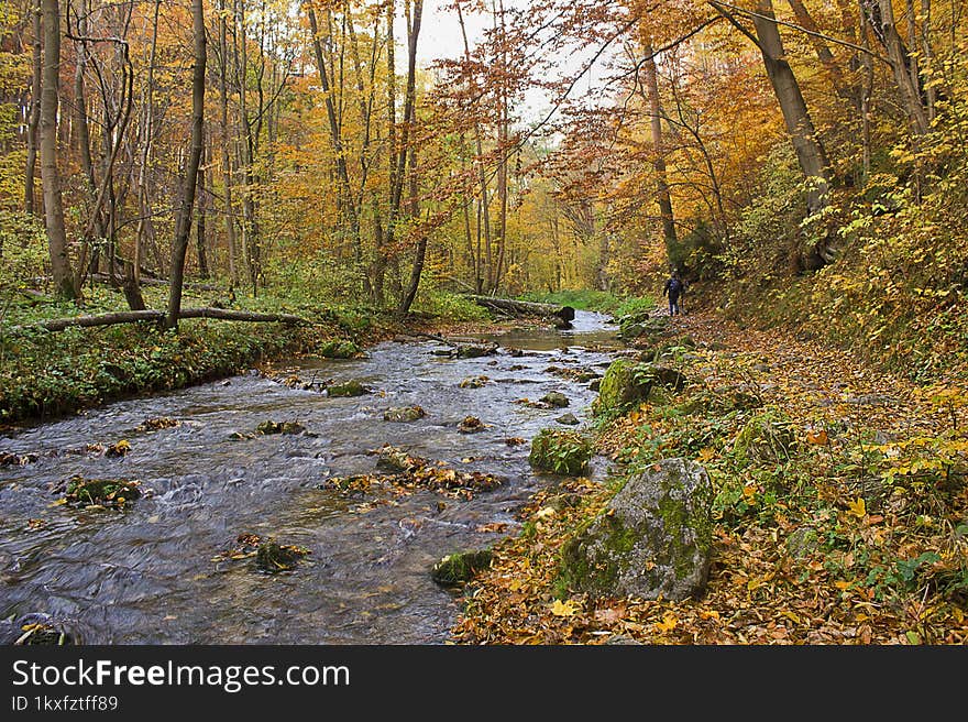 golden autumn in the forest. Landscape with a river in an autumn forest