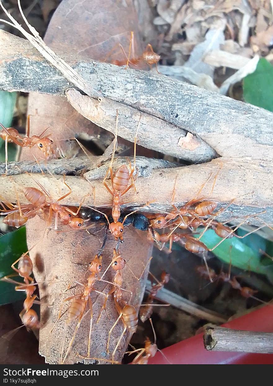 red ants and black ants