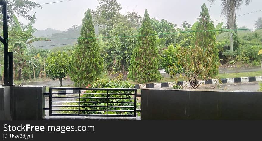 Cool View Of Pine Trees In Front Of The Residence