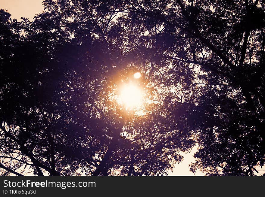 A view from under a tree that captures the sunlight penetrating between the tree branches.