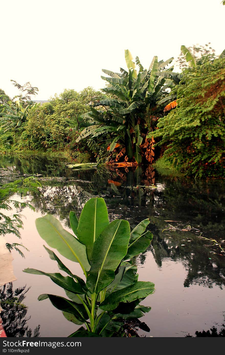 A small river with many trees on its banks and a banana tree growing on the same surface as the river.