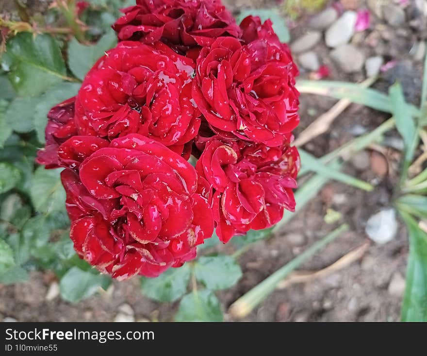 Several crimson roses on one stem with wet petals after rain, flowers from a city flowerbed