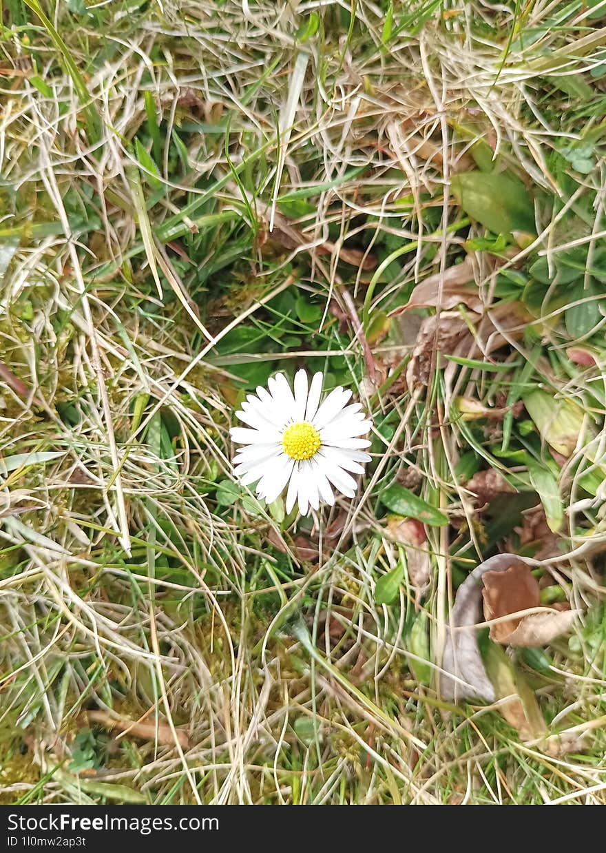 Perennial daisies, Bellis perennis, dry grass covering young green grass