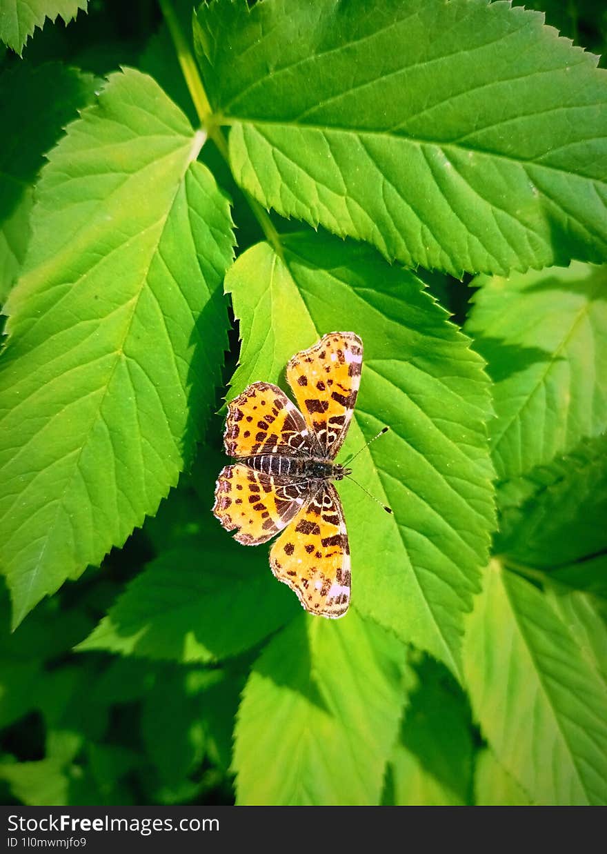 Map butterfly, Araschnia levana, on green grass