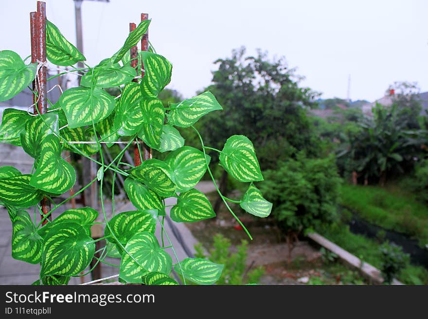 Foliage creeping between iron fingers against the backdrop of a plant-filled environment.