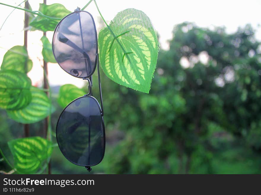 A pair of glasses hung on a sprig of leaves in the morning.