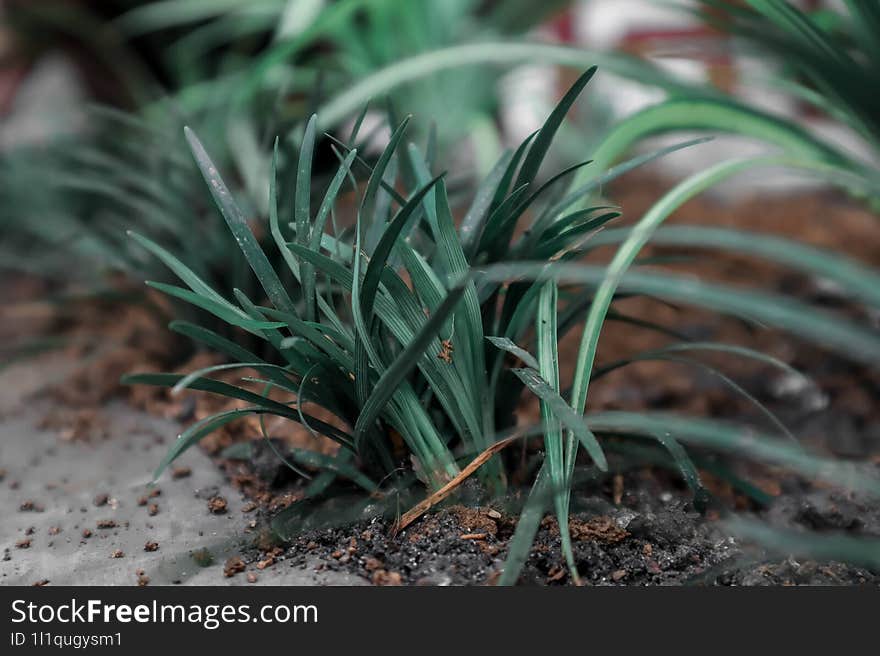 a close up of a grass that grows beautifully