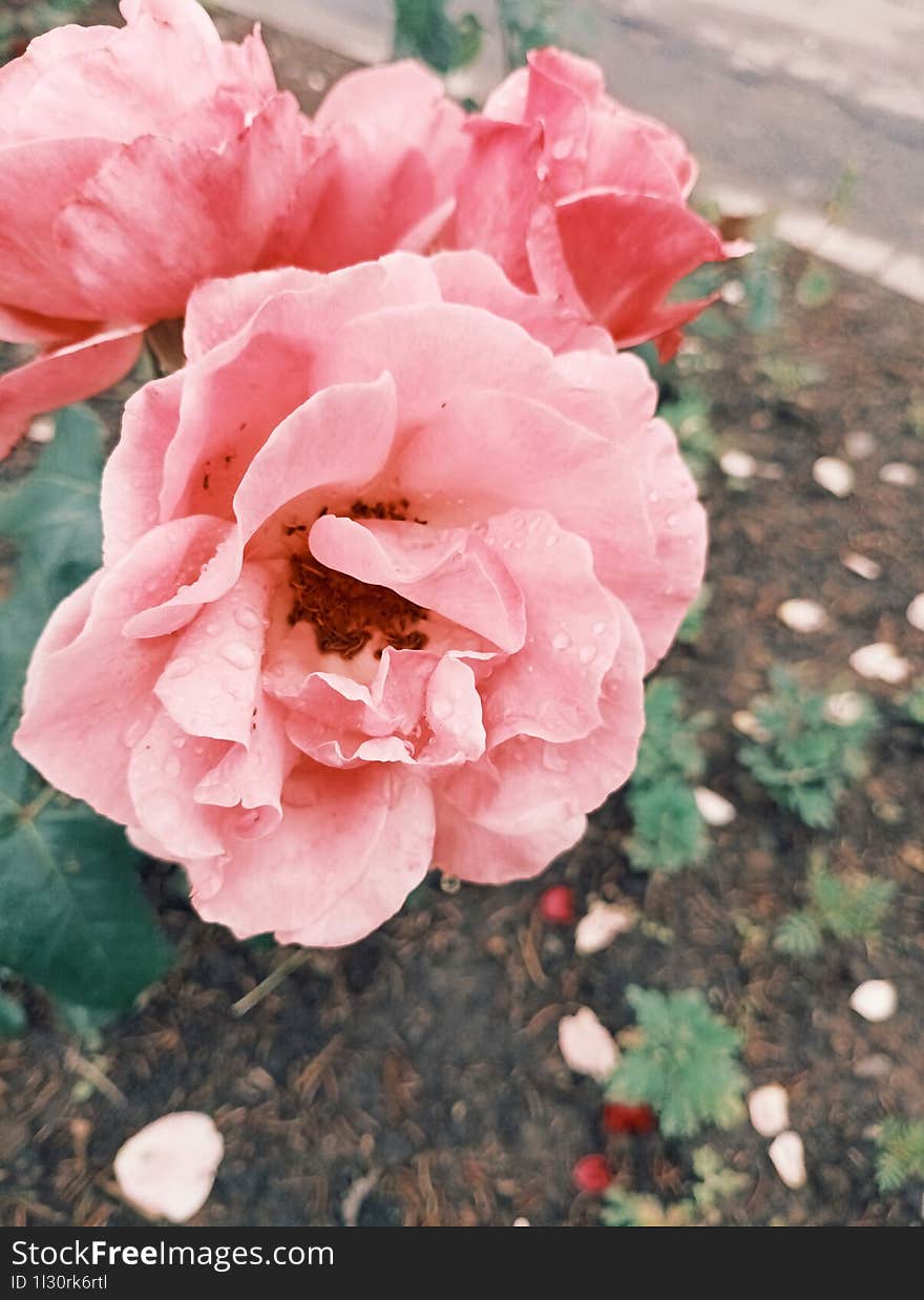 three pink rose flowers on one stem, urban flower bed, fallen petals