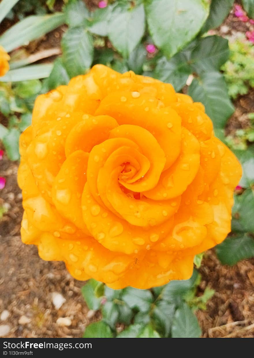 fiery orange flower after the rain, flowers from the city flowerbed
