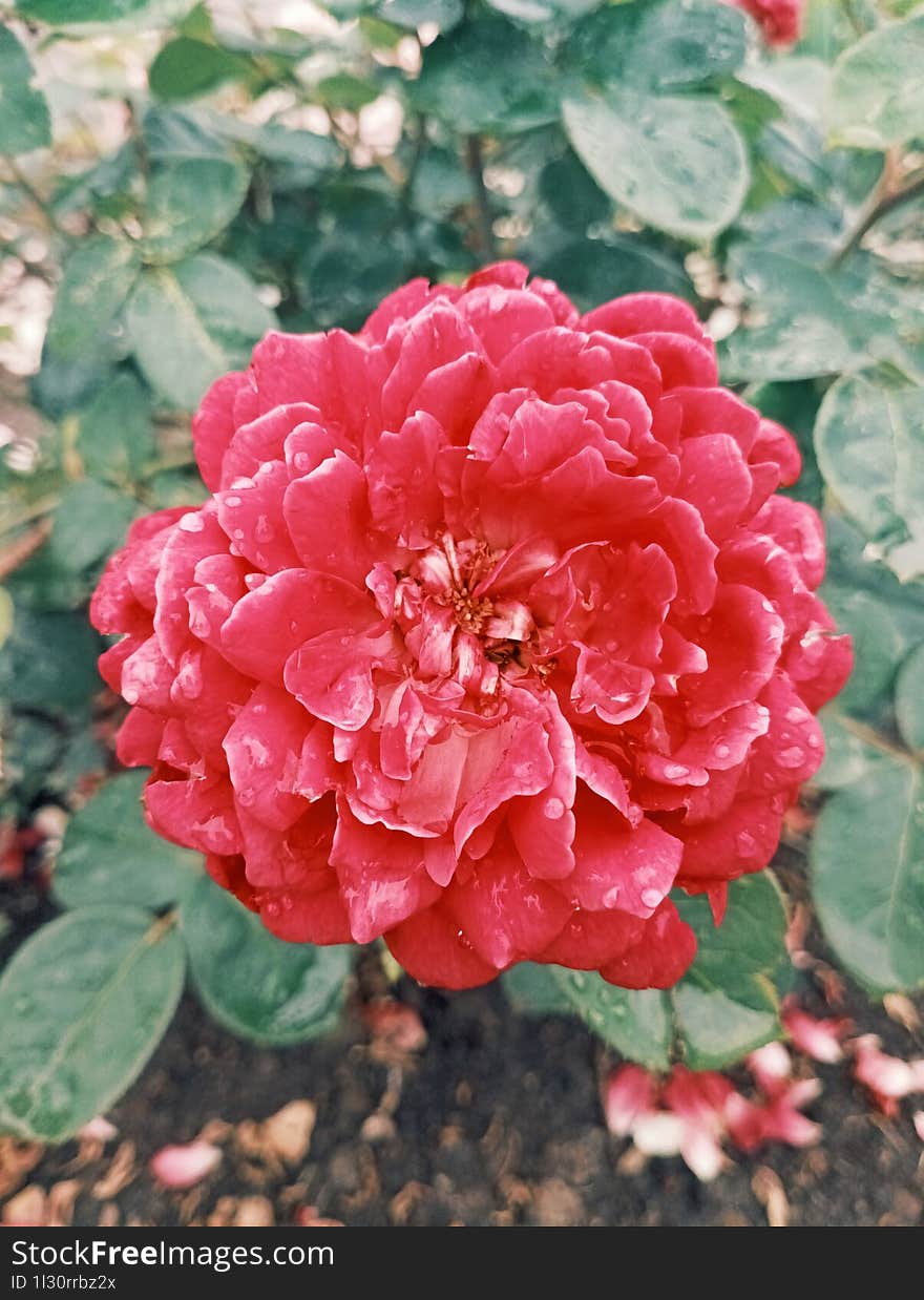 green leaves and a rose flower with petals wet from the rain