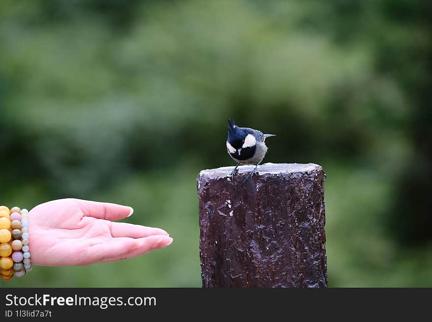 The Birds Of Wawushan Scenic Spot