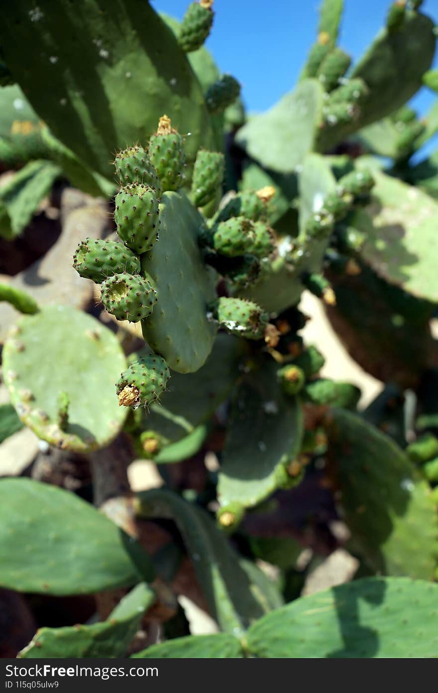 large green growing cactus large and many