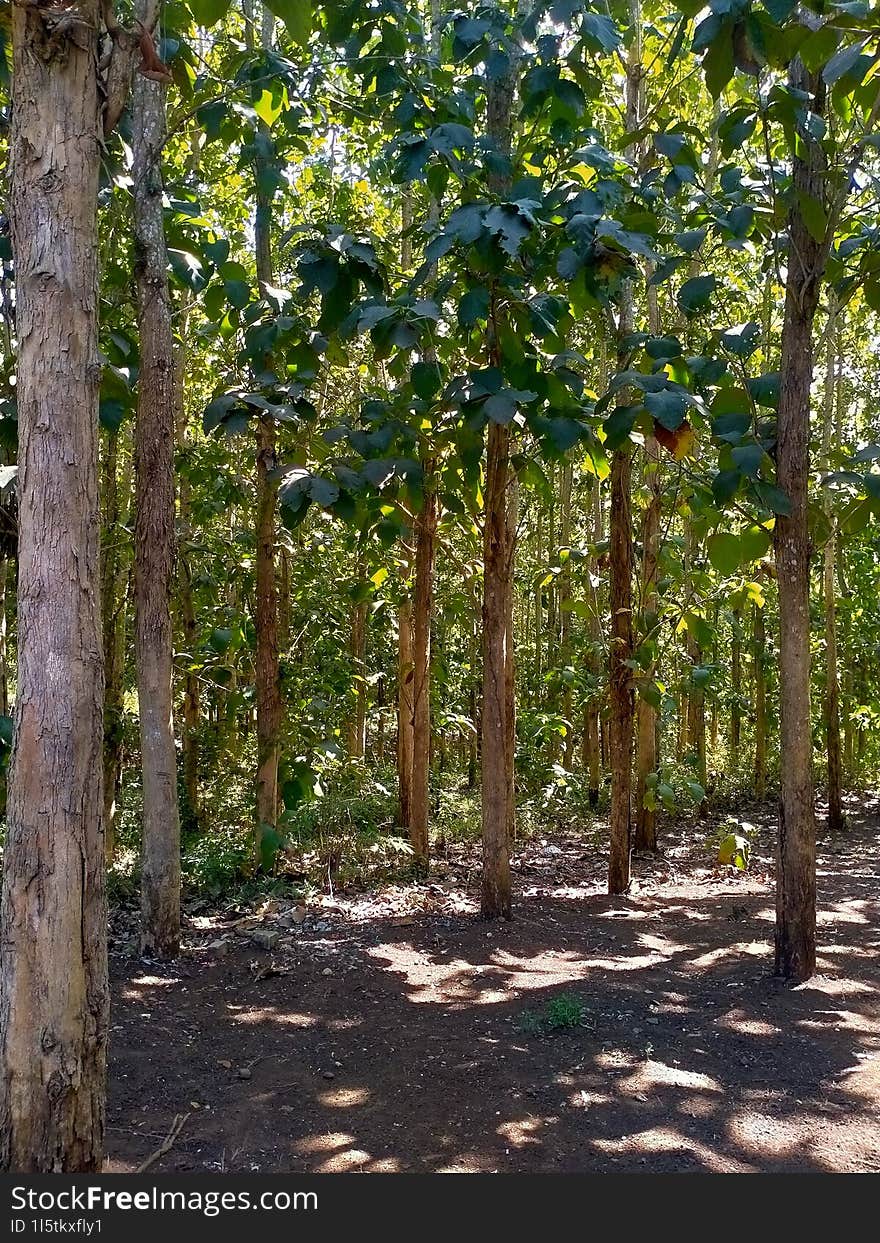 teak wood plants in the forest