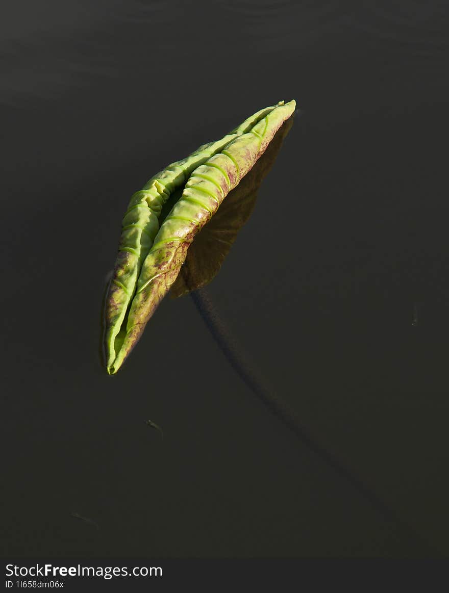 A newborn lotus leaf on the water