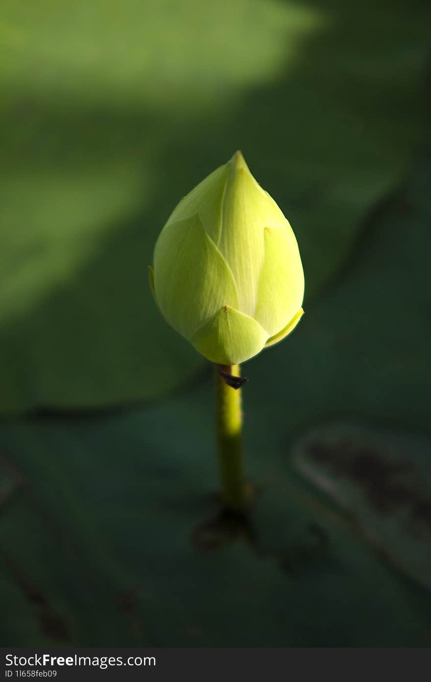 A Newborn Lotus Flower Still Green