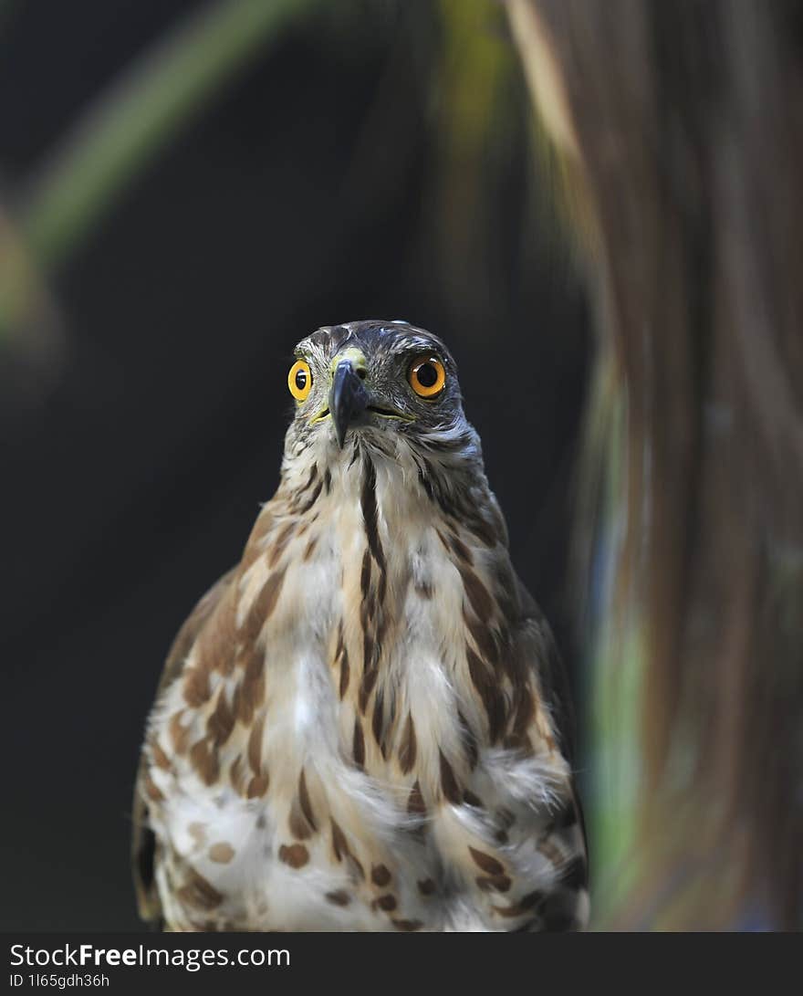 My beautil falcon with its portrait