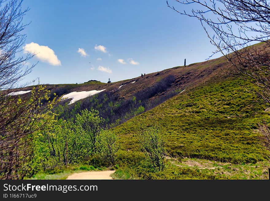 Tranquil Spring Meadow with Winding Pathway and Trees