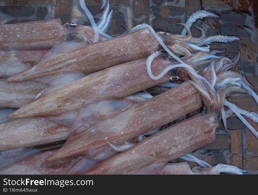 Fresh squids in the market