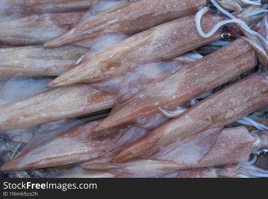 Fresh Squids In The Market