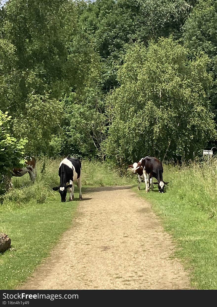 Cows graze along the path