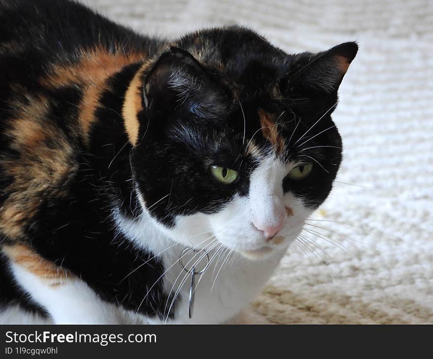 A close-up of a calico cat with a thoughtful expression, resting on a light-colored carpet. The photograph captures the cat�s distinct black, white, and orange markings, as well as its attentive gaze. Ideal for use in pet-themed projects, home decor, or as a decorative piece in animal shelters and veterinary offices.