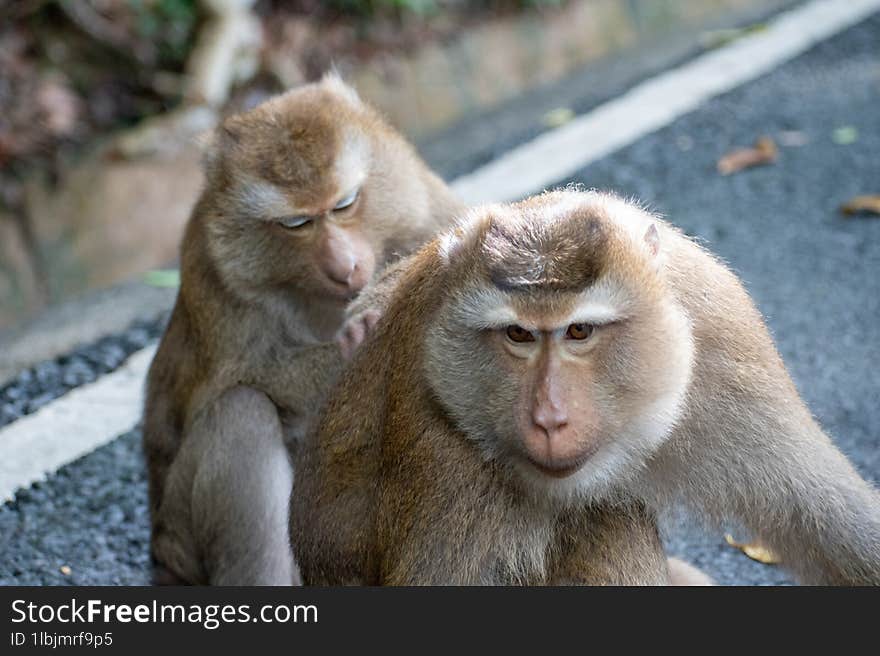 wild monkeys at monkey hills female and male