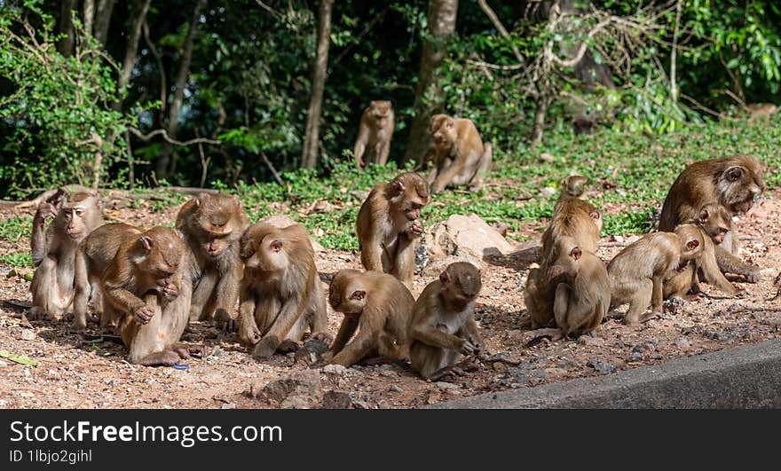 Wild monkeys at monkey hills