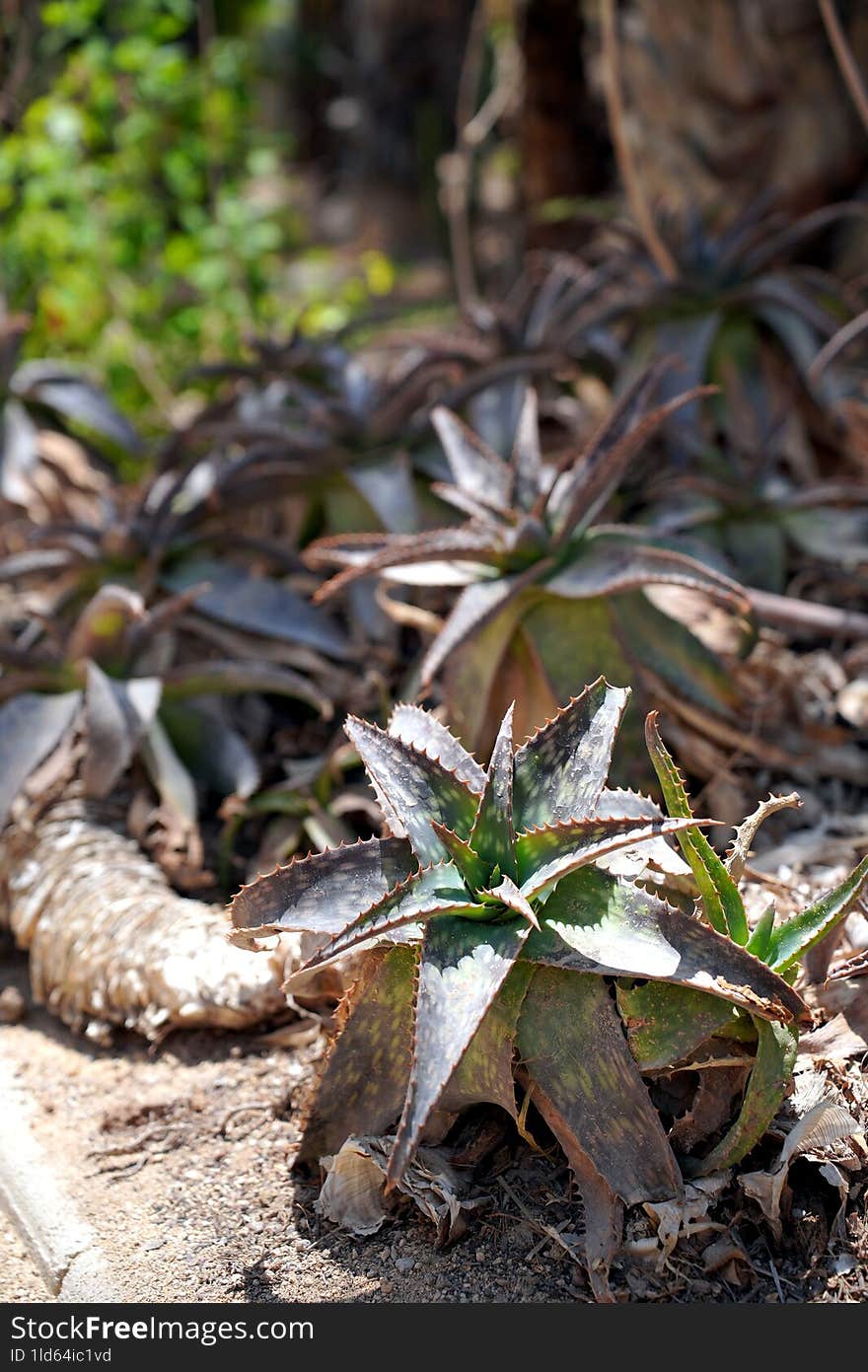 aloe plant in open ground