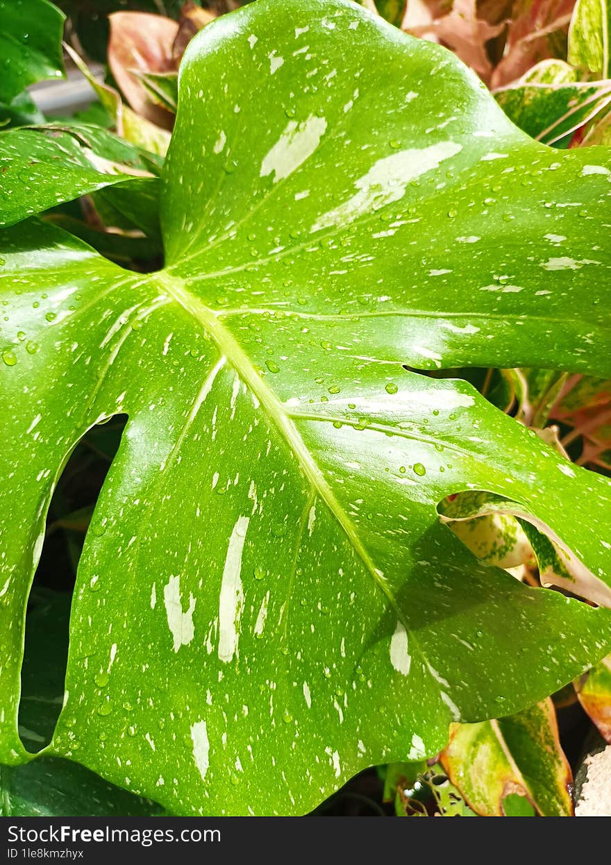 Real monstera in sunshine rainy for cover wallpaper planner pad phone , 4K HD can resize to print