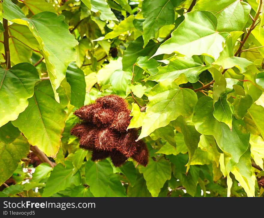 Real Fruit Of Mountain Plant In Rainy Sunshine Morning For Relaxation Of Good Life N Rainy Sunshine Resort Garden,4K HD Can Resize