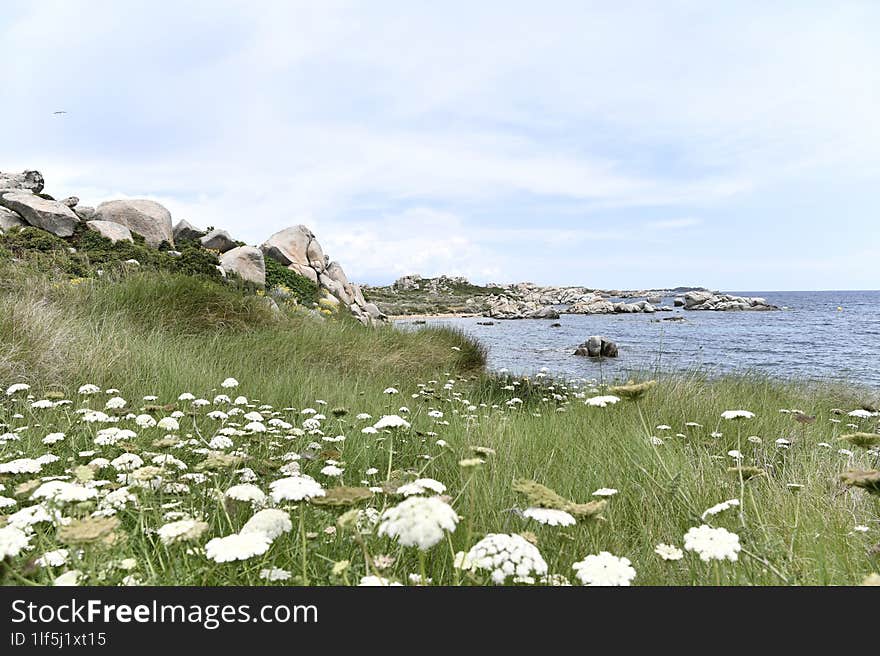 CORSICA ISLAND wild flowers on the seashore