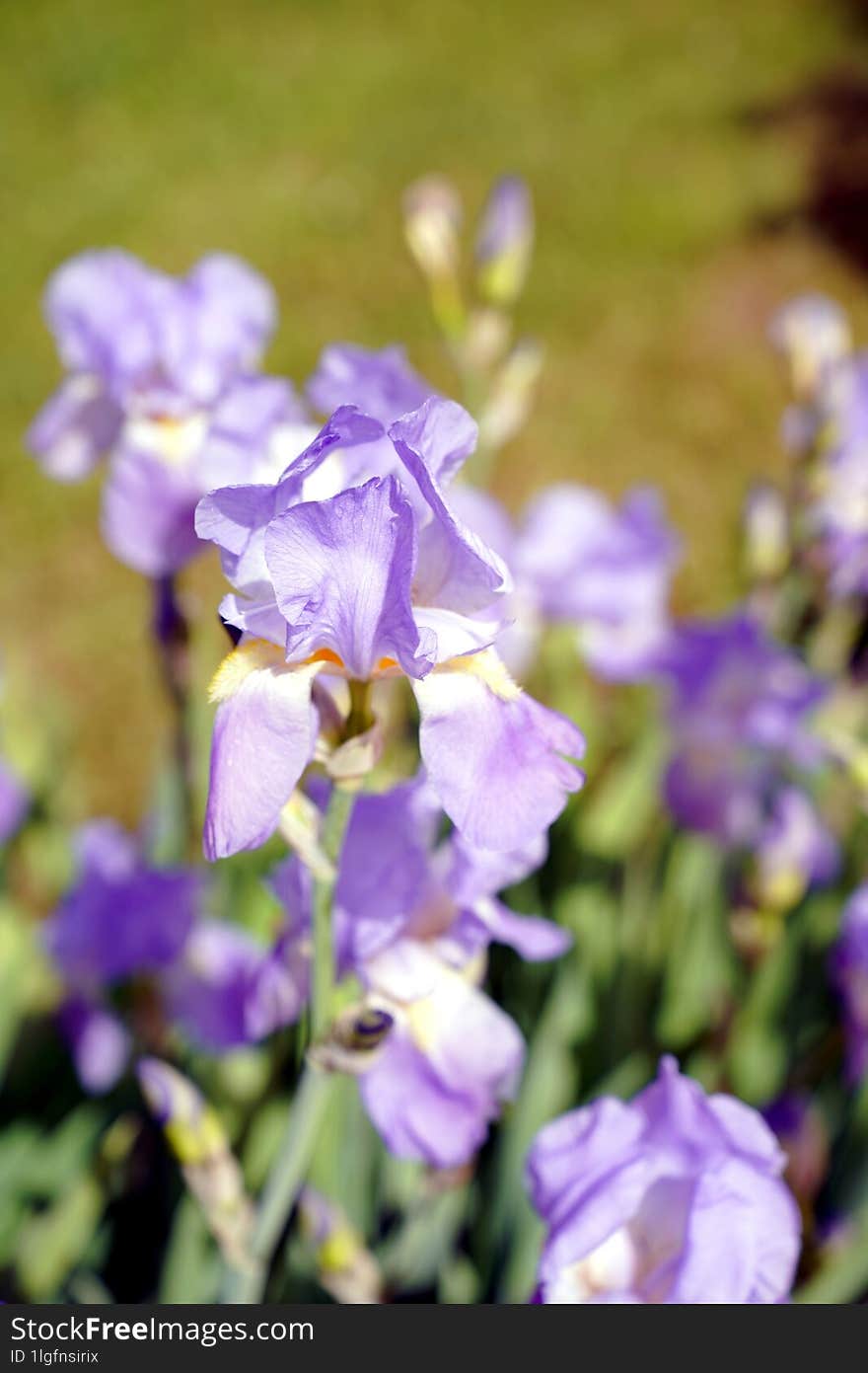 Flowers In Summer On Open Ground