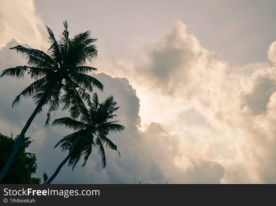 Cinematic two green palms Epic storm tropical clouds forming over palm trees silhouettes at sunset in tropical islands. Bad weather climate change concept