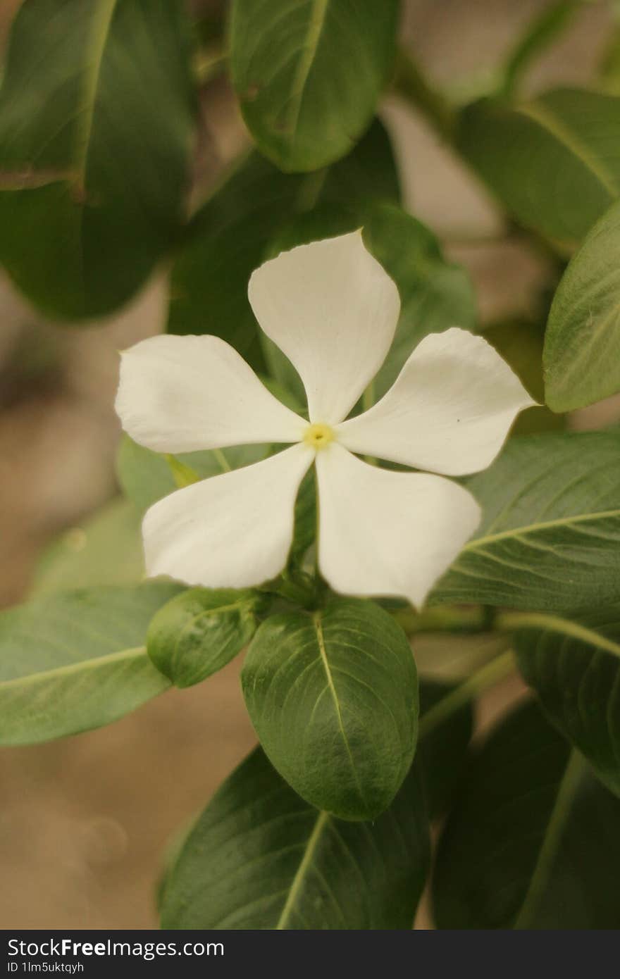 Close up view of white periwinkle flower looks beautiful