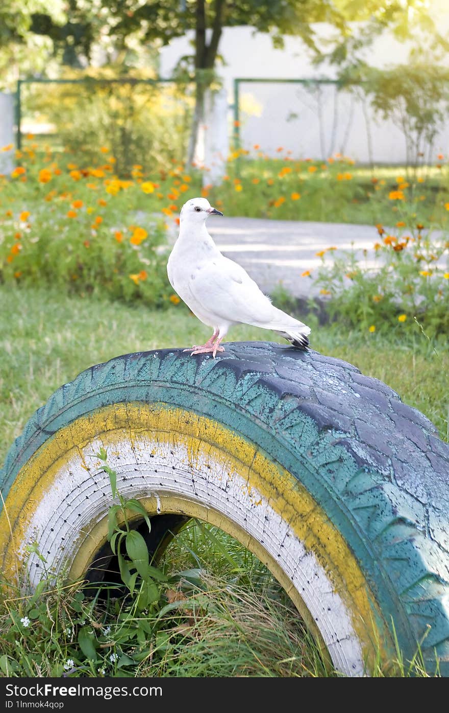 One white pigeon that sit on overlay