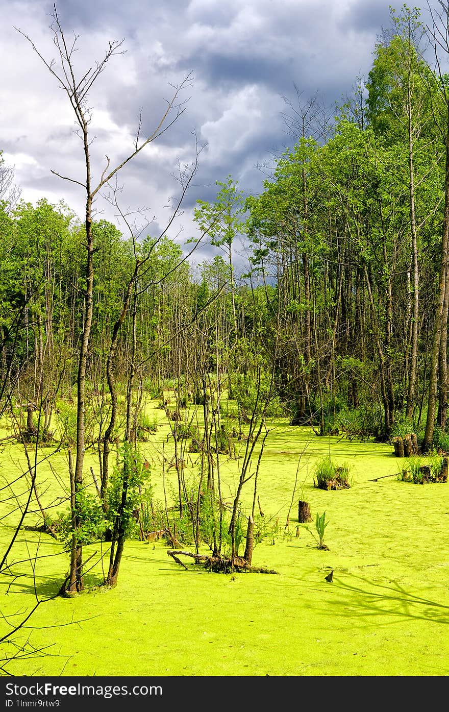 Colourful bog in a thicket.Nature composition