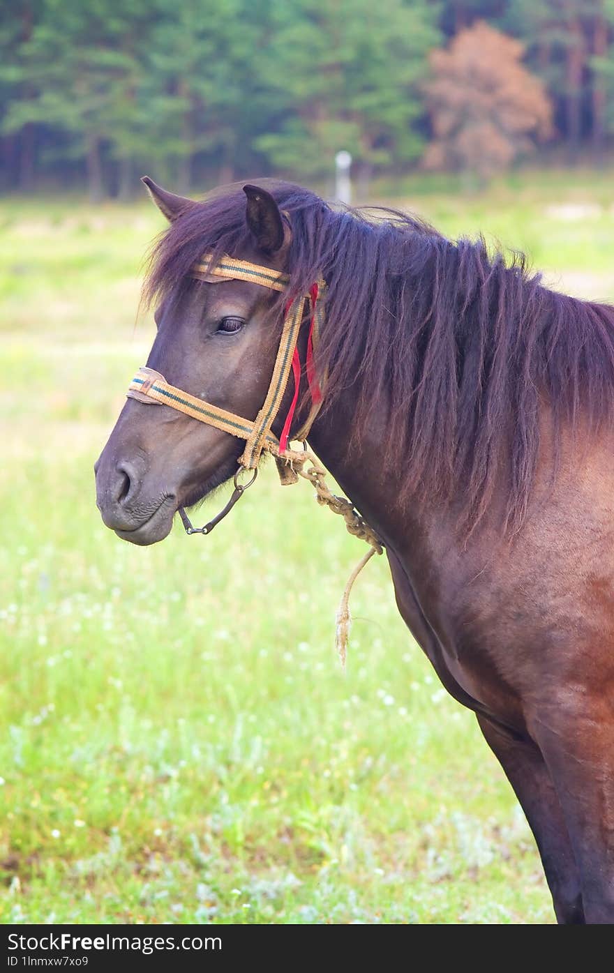 Chestnut horse with leather bridle on summer lane