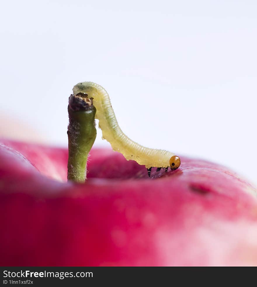 worm move on surface of red apple