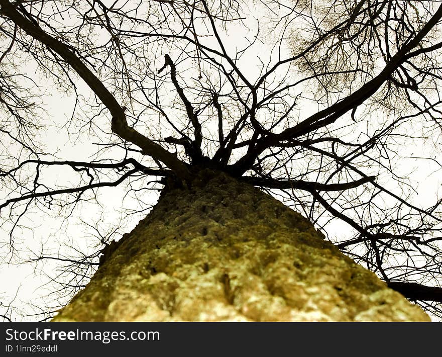 big tree in a misty forest reaching for light