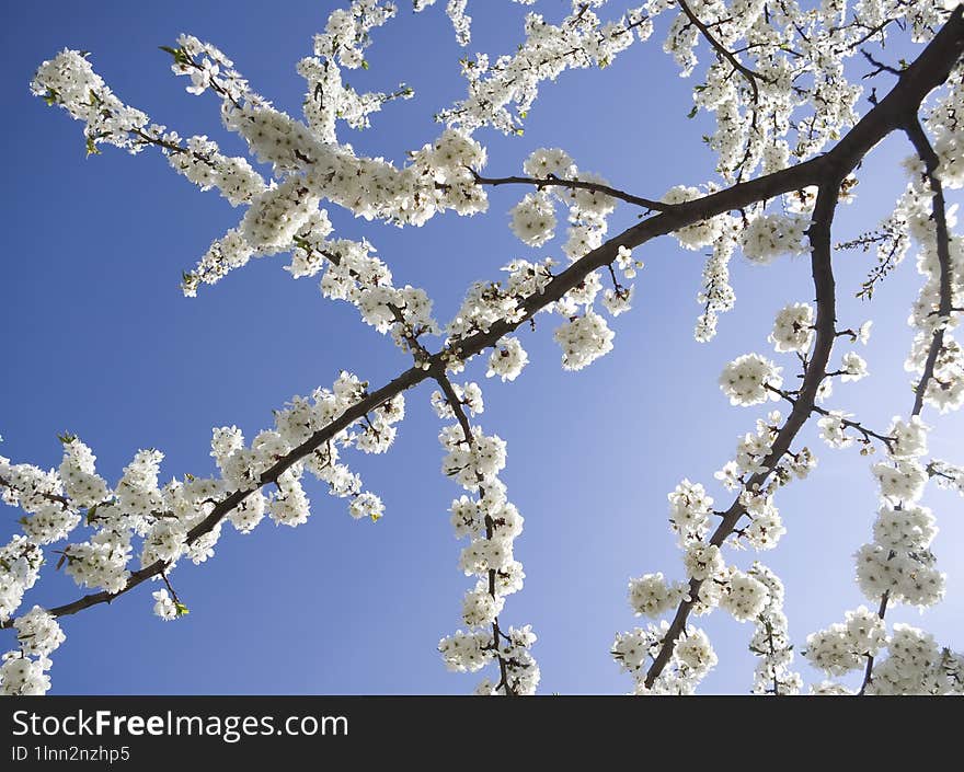 The brunch of blossoming spring tree on blue sky background