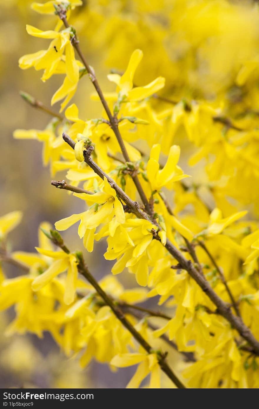 Yellow spring blossom on twigs