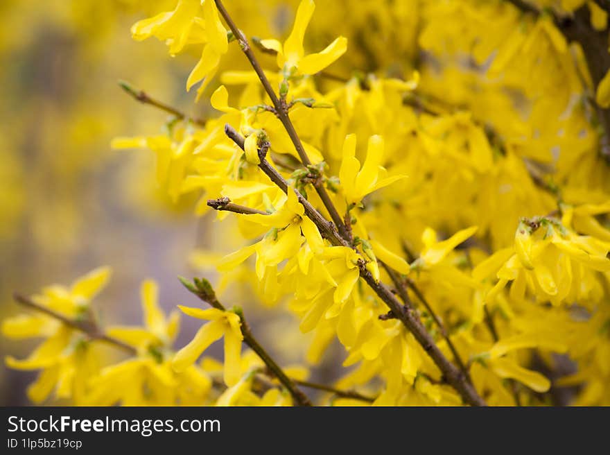 yellow spring blossom on twigs