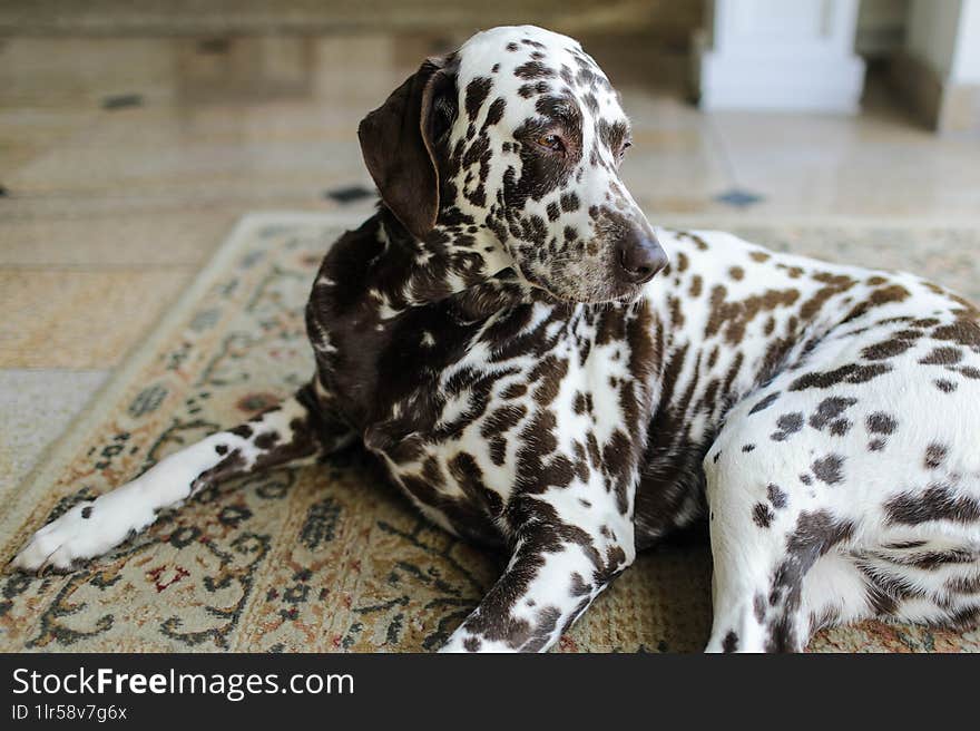 A beautiful Dalmatian dog. Lying, resting on the floor.