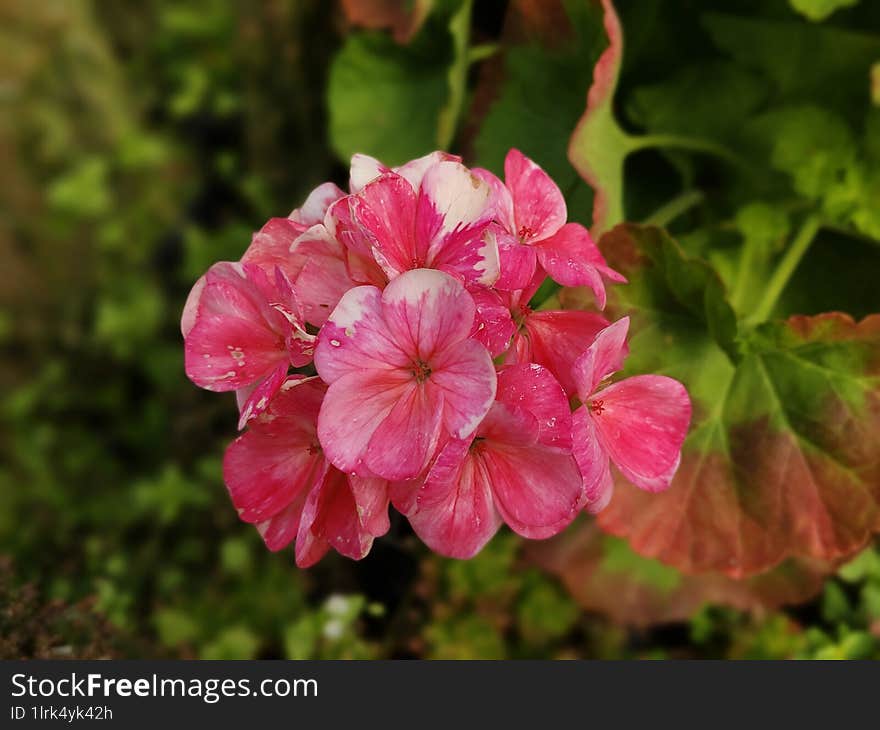 Close up of pink geranium flower