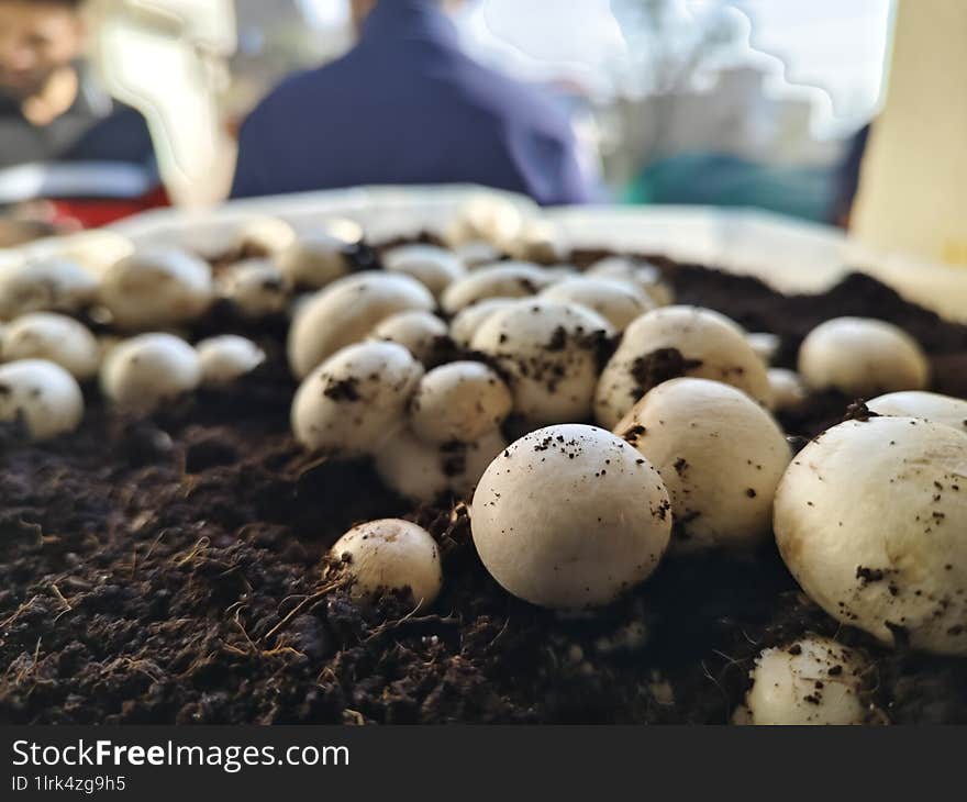 Commercial Cultivation Of Button Mushrooms Under Controlled Condition