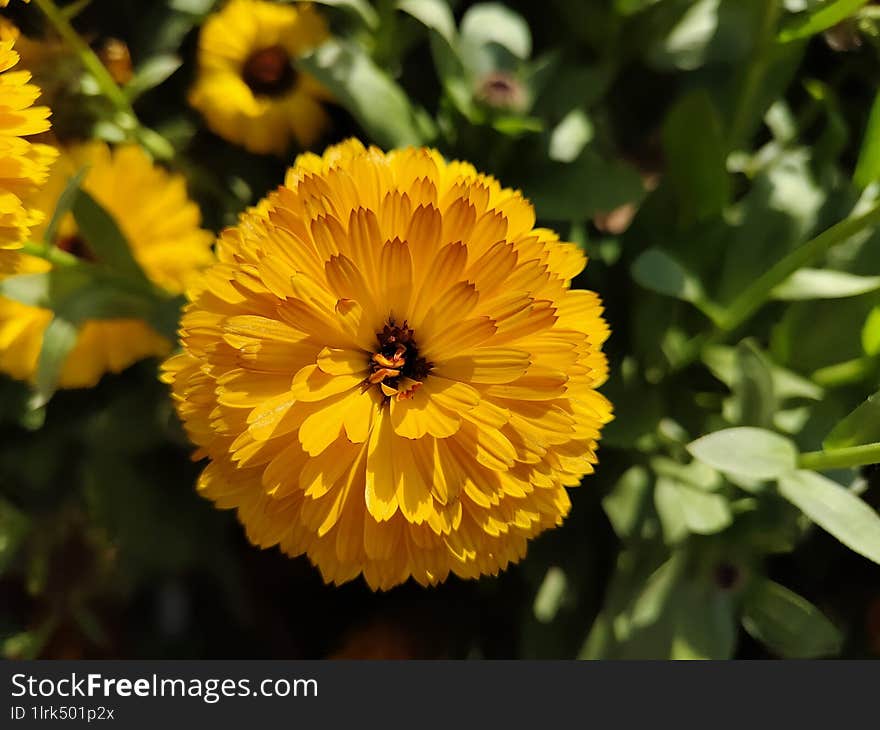 Beautiful yellow vibrant calendula flower