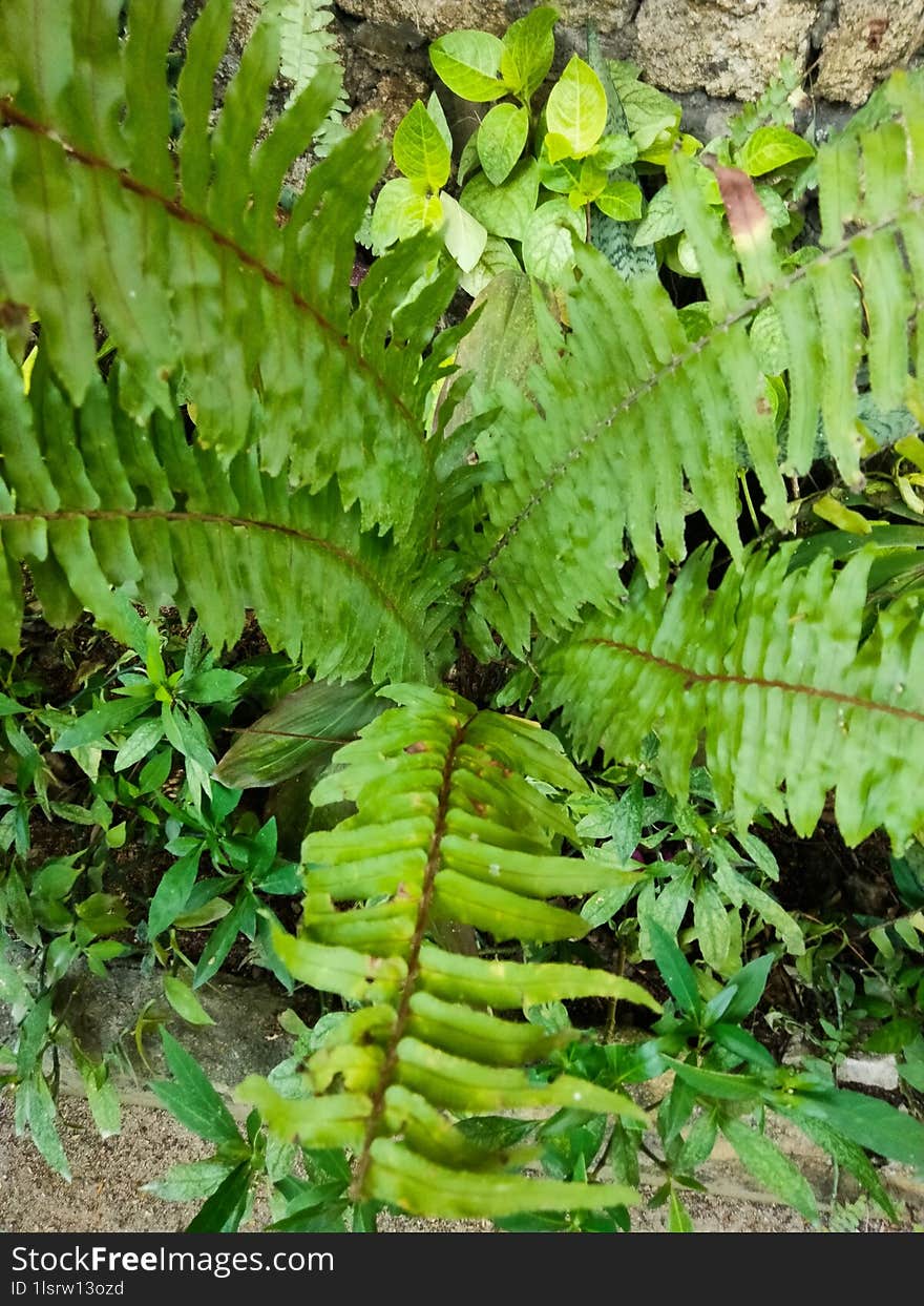 Wild ferns vegetation garden ornament in villa bali