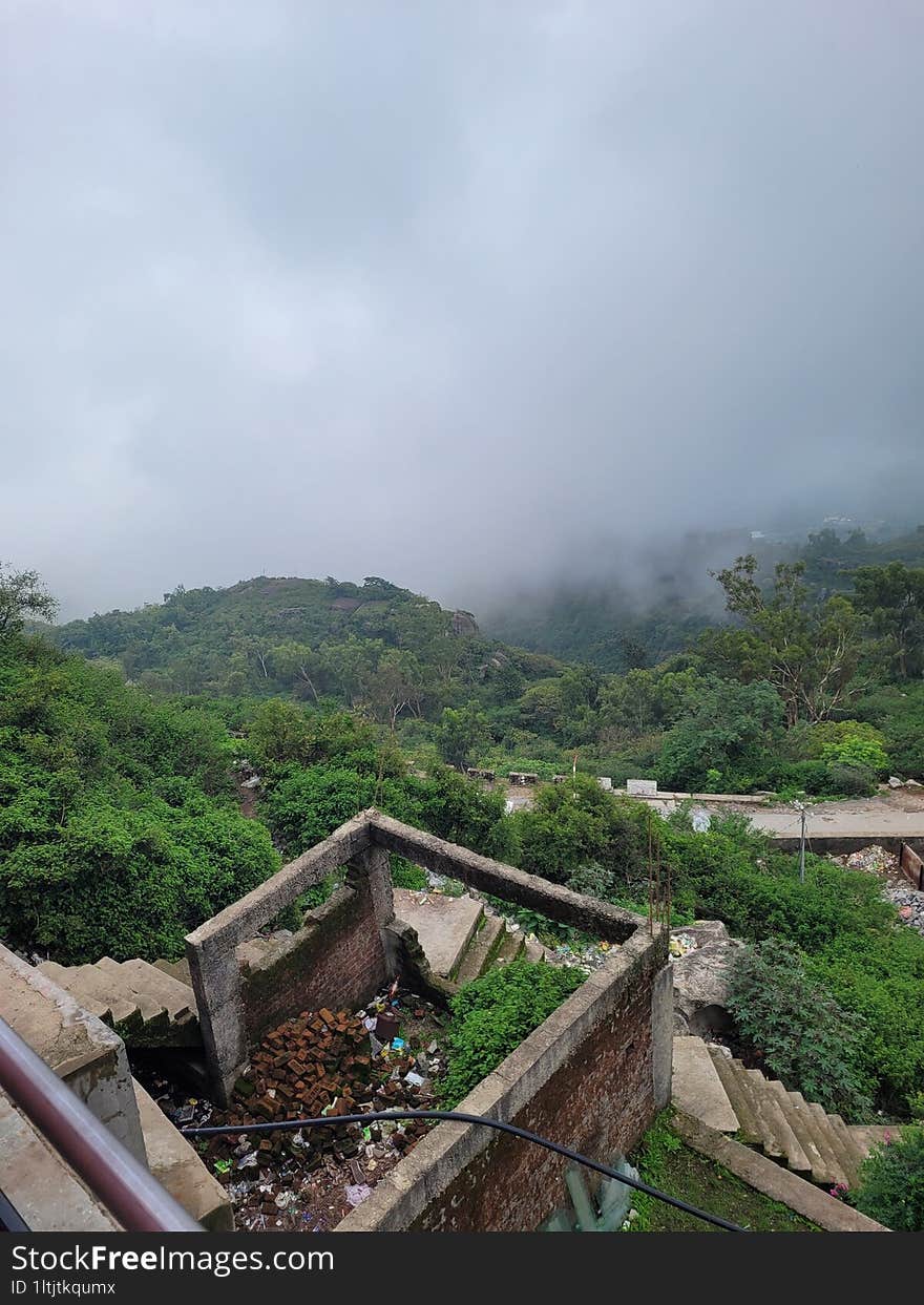 Hill station Mount Abu, Forest